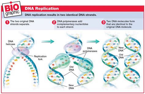 are both dna poll attached in prokaryotic dna rep